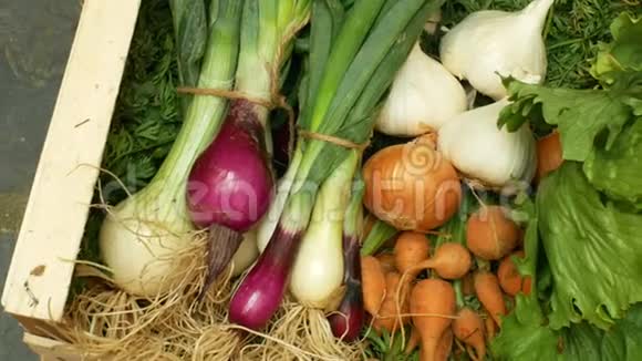 农场有机蔬菜直接从花园胡萝卜黄色和红色洋葱大蒜绿生菜沙拉都在一个木材视频的预览图