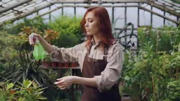 在温室内工作时穿围裙的工人正在给植物浇水和检查叶子职业视频的预览图