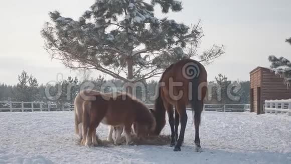 两匹可爱的小马和一匹大棕马在一个冬季牧场吃干草从飞后拍摄镜头向下移动视频的预览图