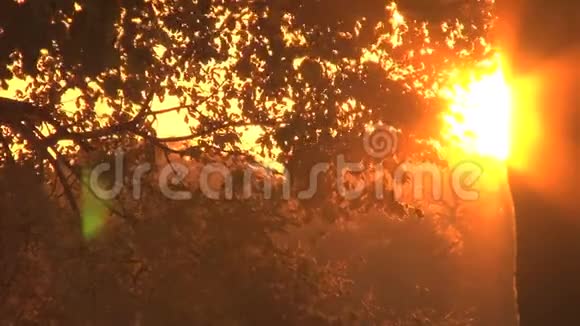 阳光透过树叶落下视频的预览图