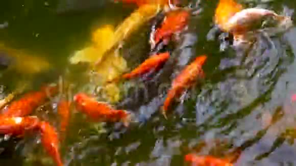 锦鲤或金鱼在池塘中游泳放松视频的预览图