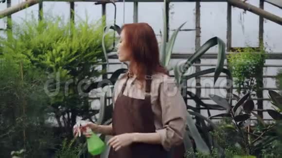集中精力的年轻女子正在温室里用喷雾瓶给植物喷洒水而她的女儿正在玩耍视频的预览图