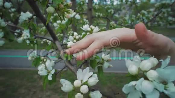 女人的手滑在苹果树上的白色花朵上视频的预览图