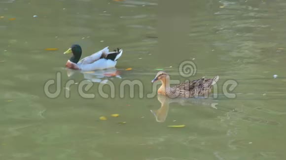 两只小鸭子漂浮在运河里视频的预览图
