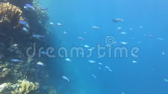 很多鱼中士在珊瑚礁附近慢动作游泳视频的预览图