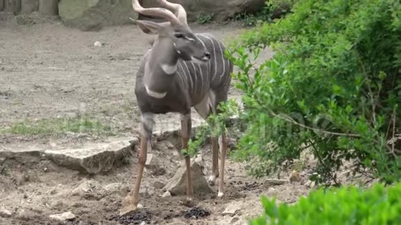 大雄性库杜羚羊视频的预览图
