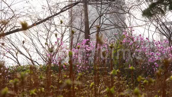 韩国首尔春天盛开的粉红色杜鹃花视频的预览图