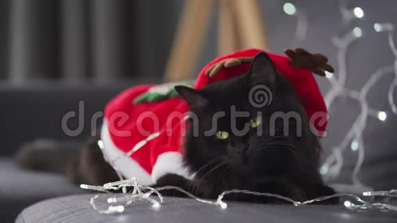 一只打扮成圣诞老人的黑色毛茸茸的猫的特写肖像躺在圣诞花环的背景上圣诞节视频的预览图