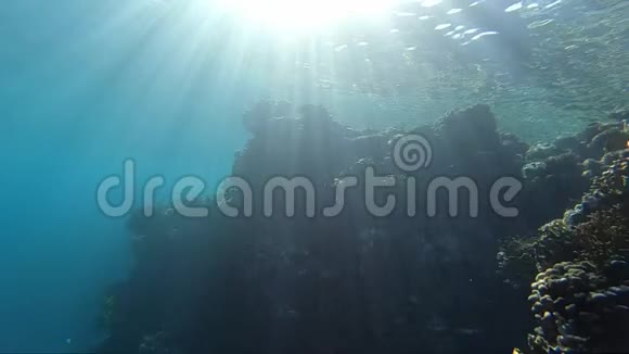 水下令人惊叹的珊瑚礁在阳光下缓慢运动视频的预览图