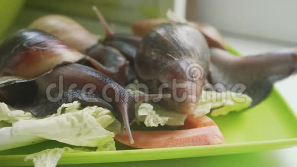 蜗牛沿着草地爬行勃艮第螺黑螺也是罗马螺可食用的螺或是一种视频的预览图