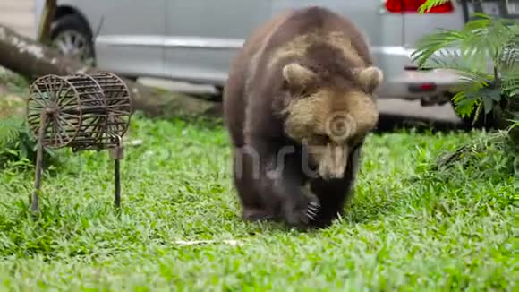 棕熊在动物园散步视频的预览图
