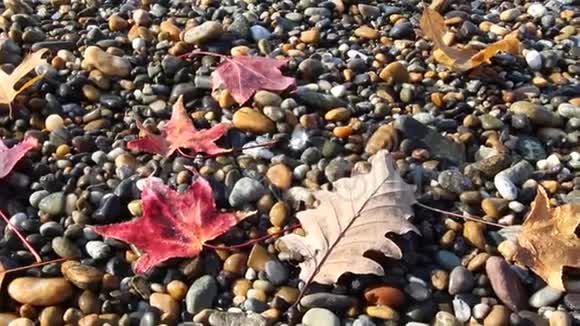 湿润的秋叶在鹅卵石滩上海浪浸湿了树叶视频的预览图