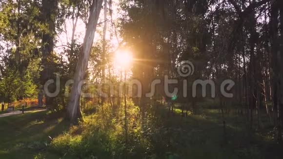 秋林中日落视频的预览图