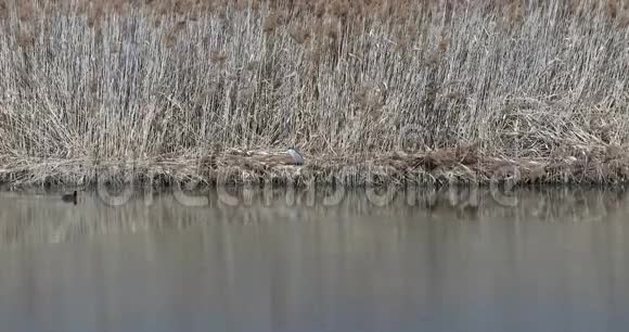 湖畔的夜鹭视频的预览图