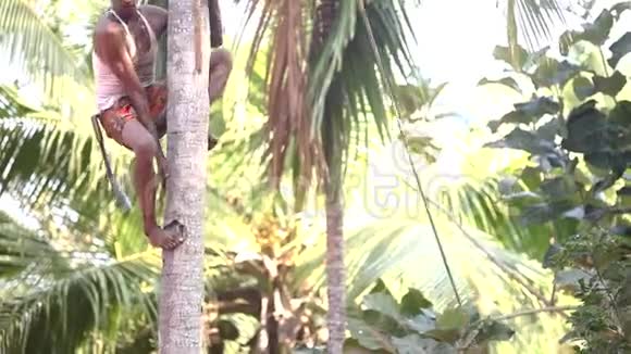印第安人像猴子一样爬下树干视频的预览图