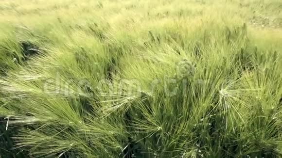 田野里年轻的小麦在风中飘扬视频的预览图