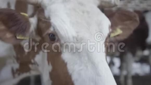 在现代农场上关闭奶牛饲养过程奶牛在牛奶场喂食奶牛场的奶牛吃干草有奶牛视频的预览图