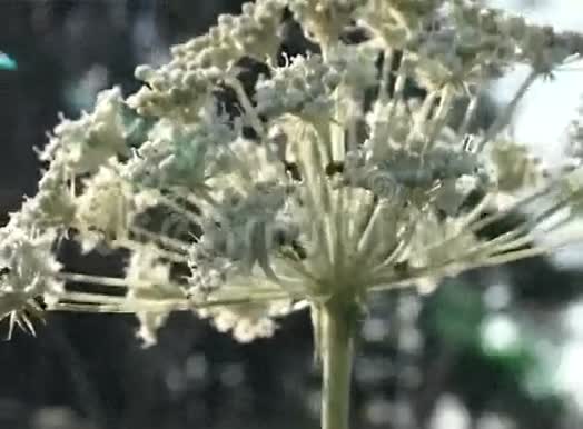 蚂蚁在花的上面视频的预览图