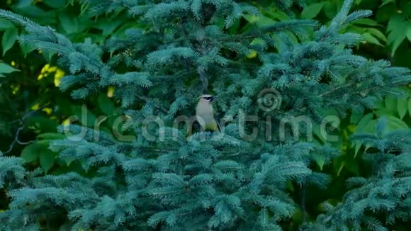 美丽的雪松蜡翅庞贝加鲁斯栖息在云杉枝上视频的预览图
