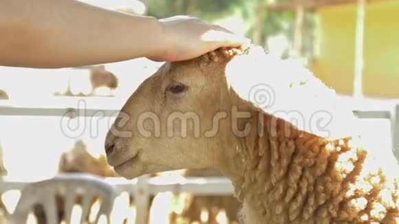 白羊肉被一只好奇的小山羊抚摸着羊在农场里嗅着女人手视频的预览图