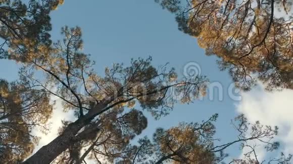 在美丽的晨光中通过松云杉森林缓慢的电影运动基本观点视频的预览图