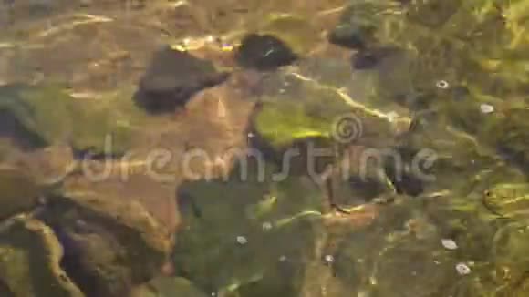 海底的石头视频的预览图