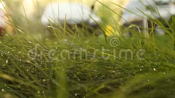 露水在青草的春天上模糊的背景特写宏观性质视频的预览图