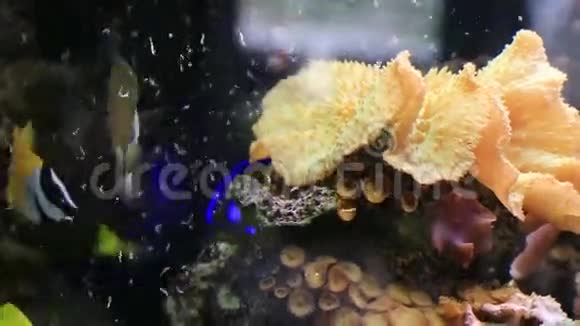 五颜六色的热带鱼在水箱里吃食物视频的预览图