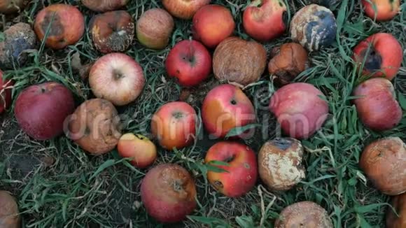 秋天在花园里分解红苹果躺在地上老龄化概念视频的预览图