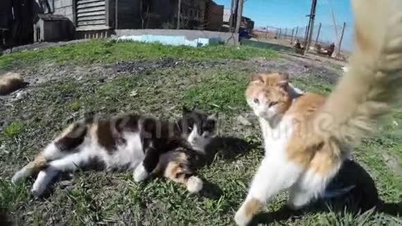农场录像上的猫视频的预览图