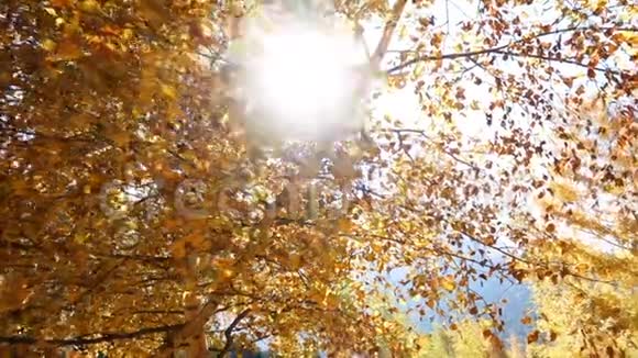 太阳在秋叶后面窥视视频的预览图