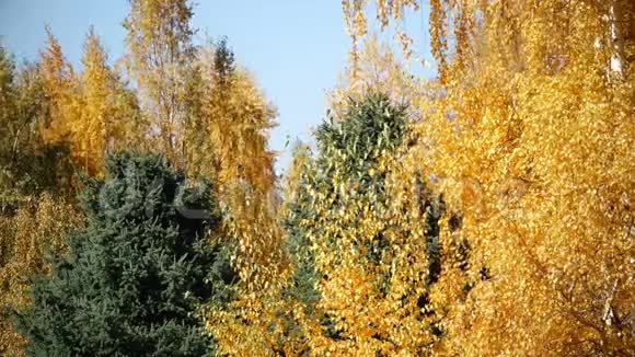 黄澄澄的秋景视频的预览图