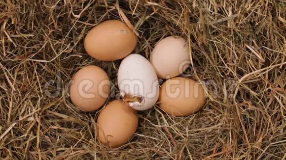 一只小鸡从蛋期孵化出来视频的预览图