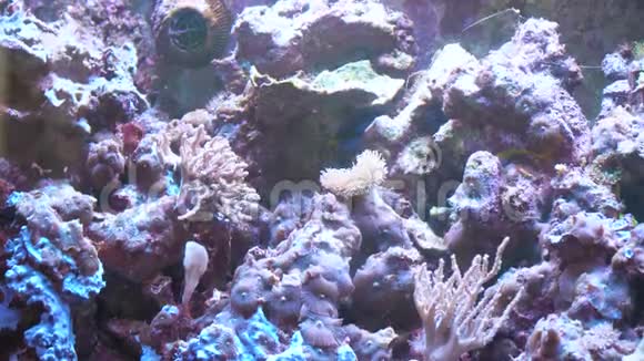 在热带珊瑚礁的水下五颜六色的异国鱼类海洋水族馆蓝色海水中的外来热带鱼类视频的预览图