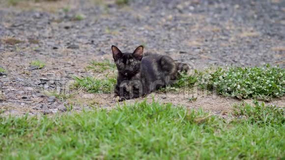 泰国可爱的棕色猫毛黑色条纹视频的预览图