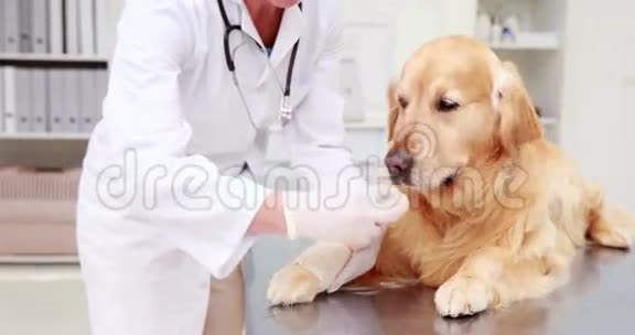 微笑女兽医包扎狗腿视频的预览图