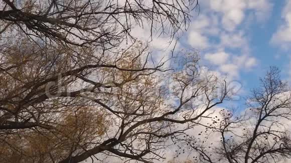 在秋天停下来一棵美丽的柳树在秋天的蓝天和云彩的背景上有黄色的叶子视频的预览图