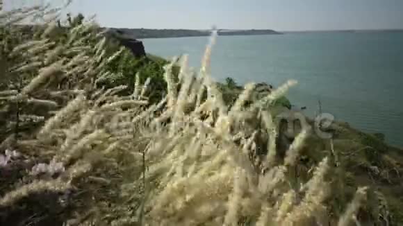 海岸哈兹比河口水库岸边野生草原植被视频的预览图