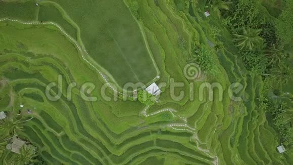水稻梯田从上面的飞行无人机鸟瞰中国广西绿色水稻种植农业产业视频的预览图