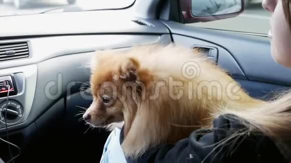 女人开车带着可爱的狗皮兹旅行视频的预览图