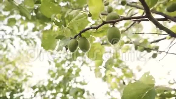 有机果园树上挂着鲜绿的杏果视频的预览图