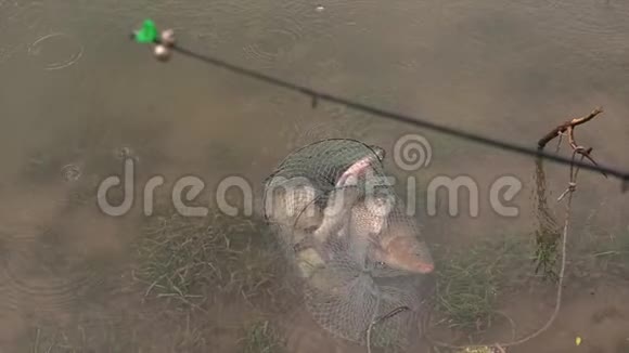 很多鲫鱼在雨下的河中的鱼缸里捕鱼猎物用钓竿在野生动物身上捕食视频的预览图