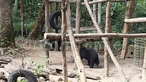 动物园里的喜马拉雅熊视频的预览图