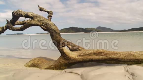 海滩边一片棕色的飘木视频的预览图