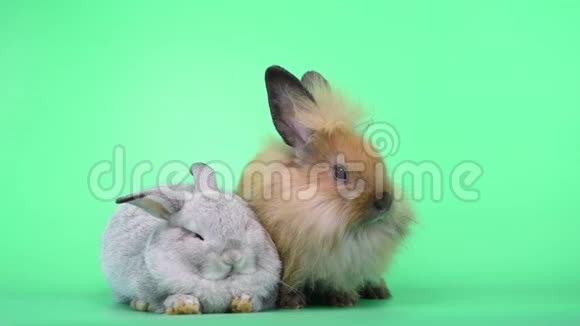 两只灰褐色的兔子在绿屏背景下表现出不同的动作视频的预览图