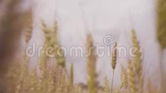 夏季成熟小麦的田视频的预览图
