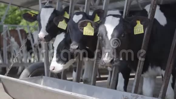 在农场里有耳朵上有记号的黑白母牛农业产业农牧理念一群人视频的预览图