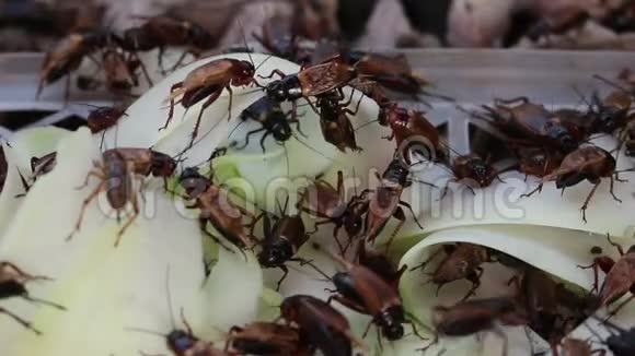 一群蟋蟀视频的预览图