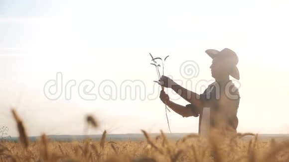 日落时分农民红脖子在田里检查小麦作物戴着格子衬衫的男农在工作视频的预览图