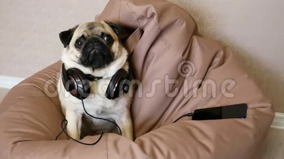 戴着大耳机听音乐躺在包椅上的搞笑小狗视频的预览图